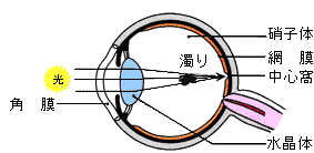 ちあき眼科 各務原 眼の病気について